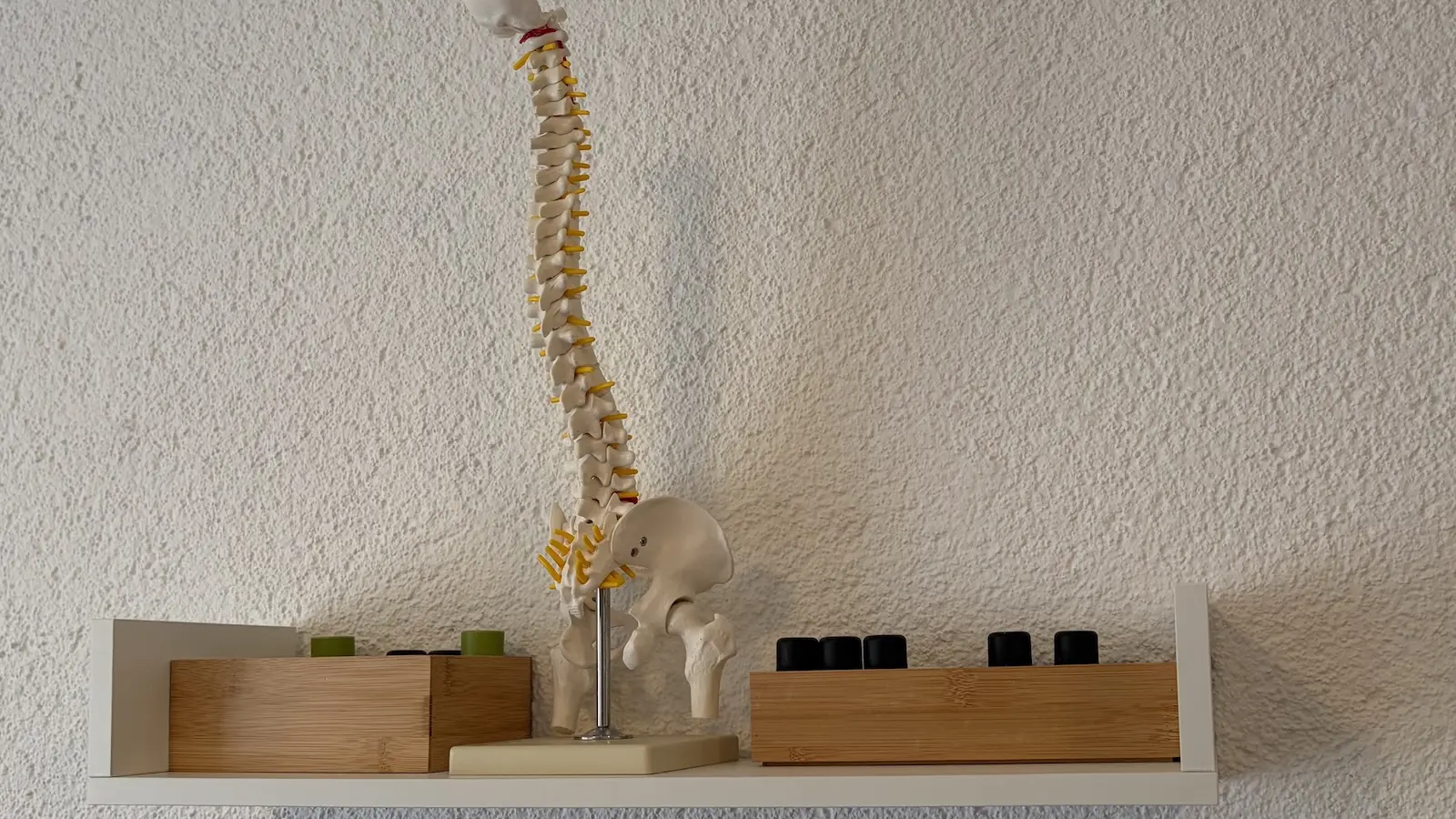 Wirbelsäulenmodell und ätherische Öle in der Osteopathie-Praxis Gurski